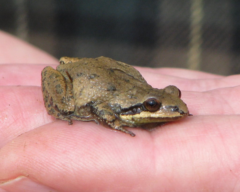 Upland Chorus Frog