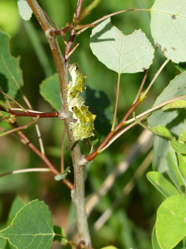 Viceroy Caterpillar