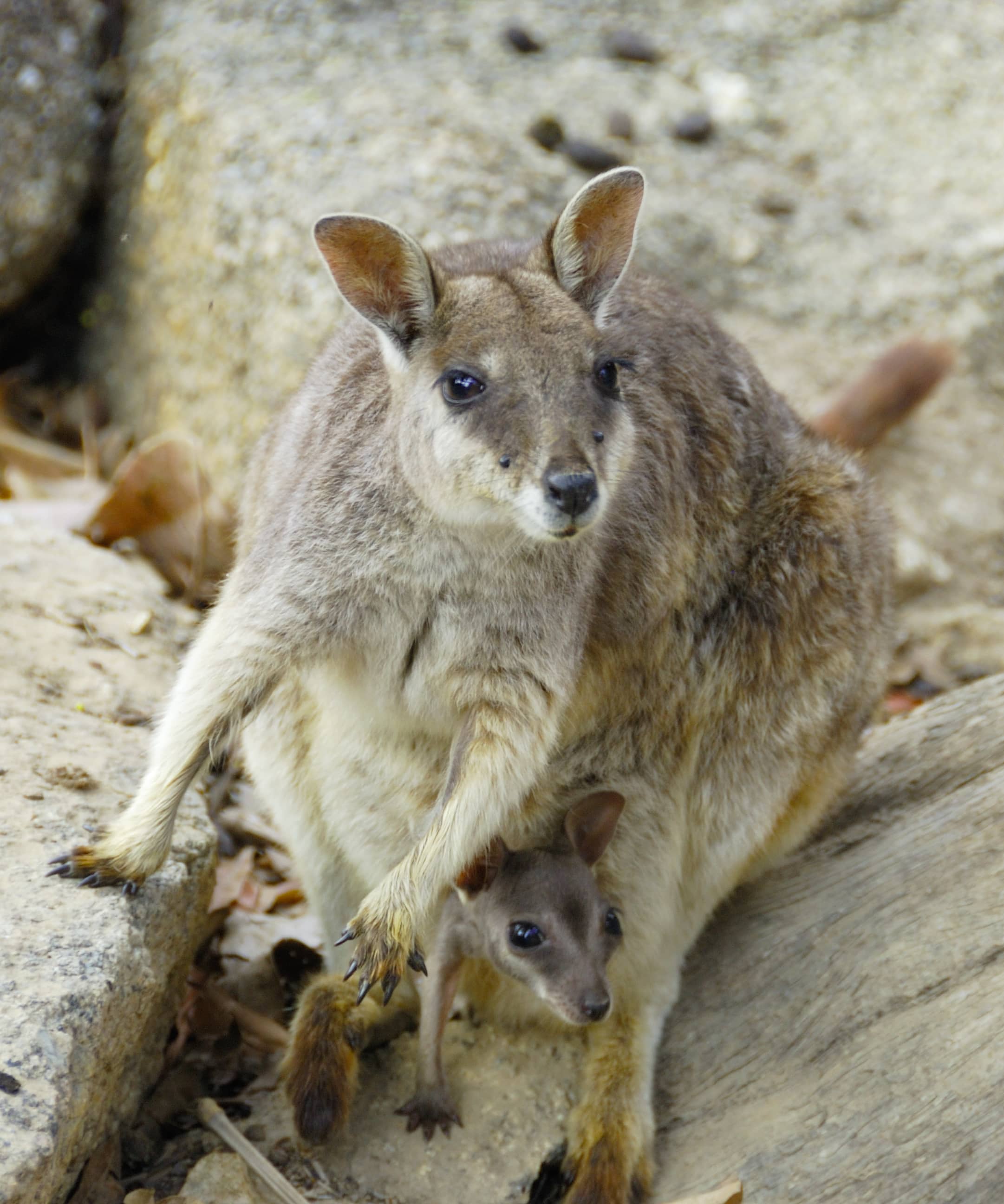 Wallaby