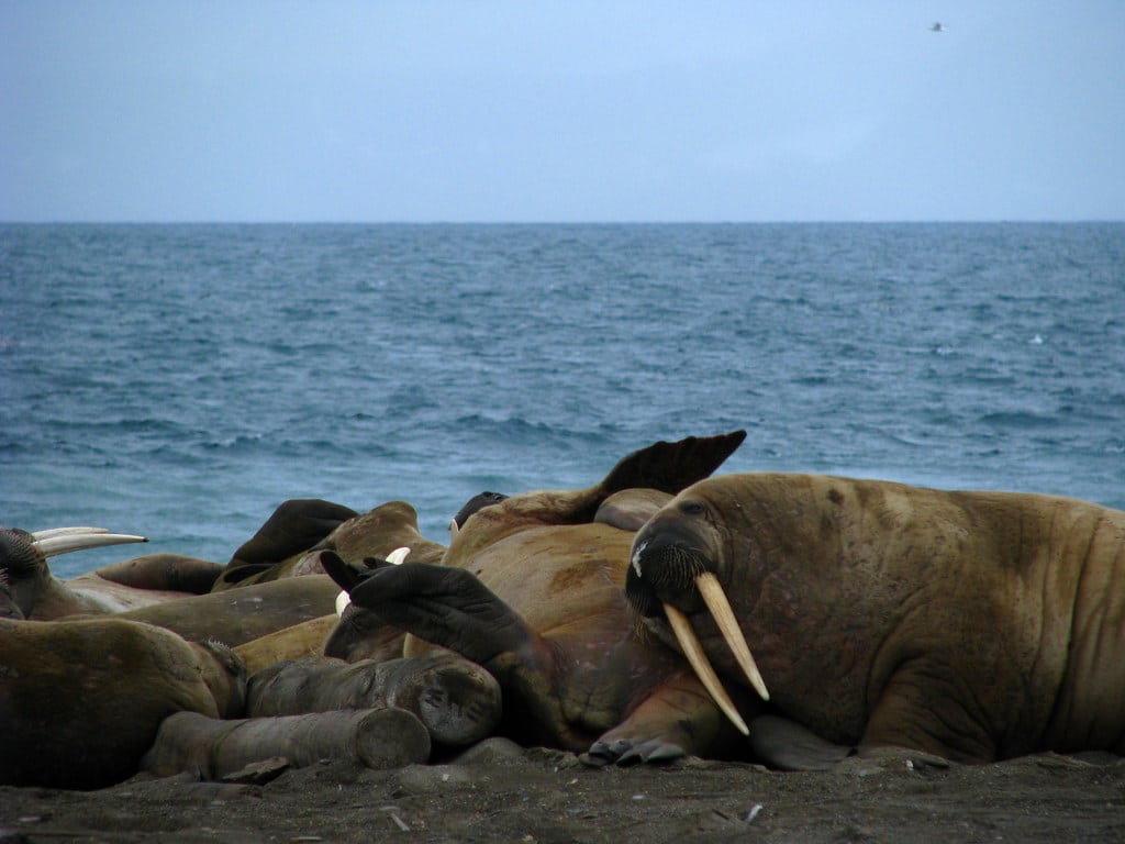 Walruse