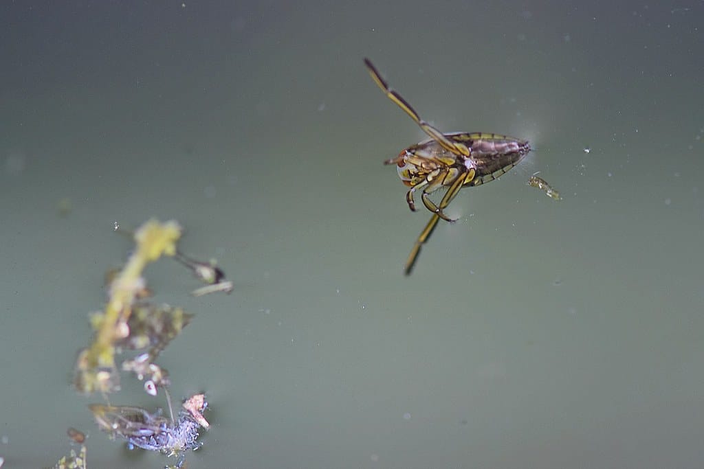 Water Boatmen