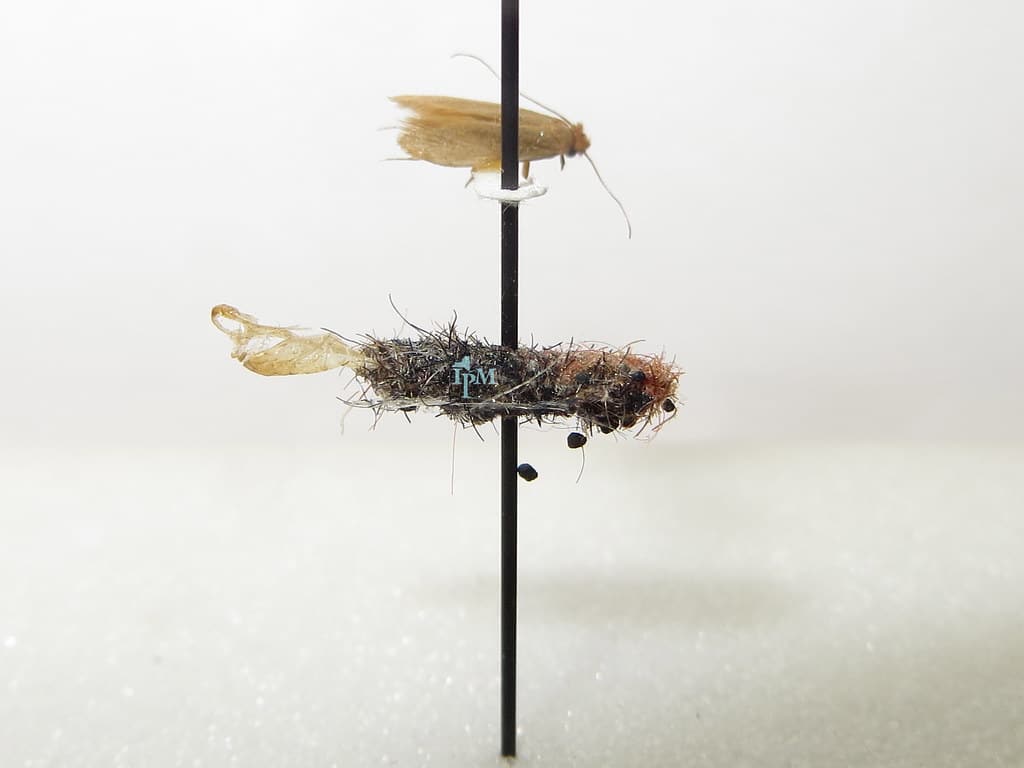 Webbing Clothes Moths