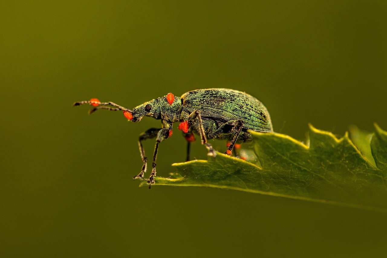 Weevils