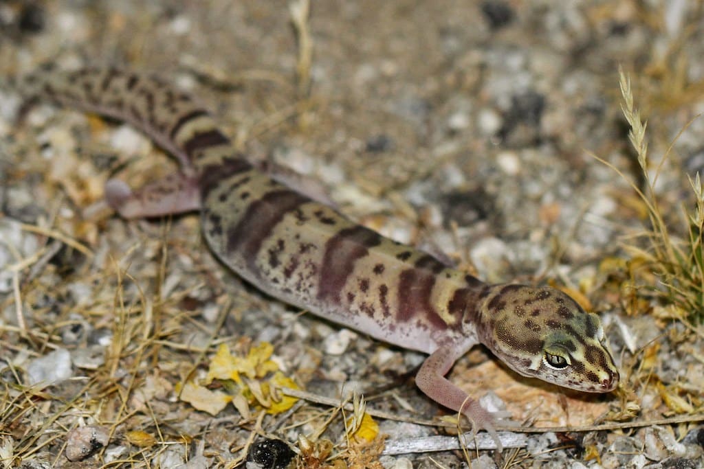 Western Banded Gecko