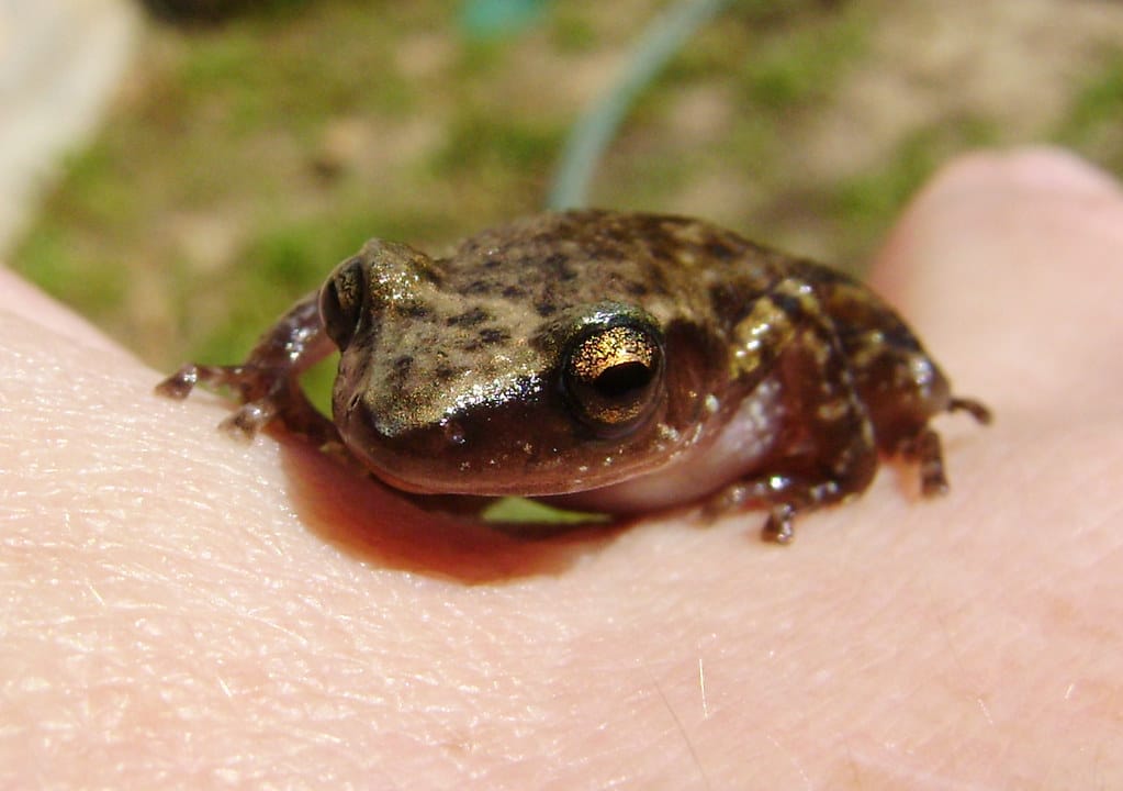 Western Chorus Frog - Types of Frogs in Kentucky