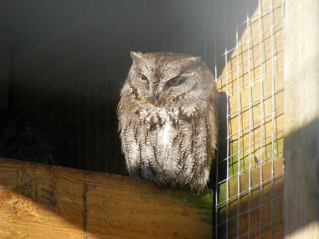 Western-Screech Owl