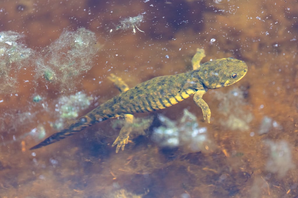 Western Tiger Salamander