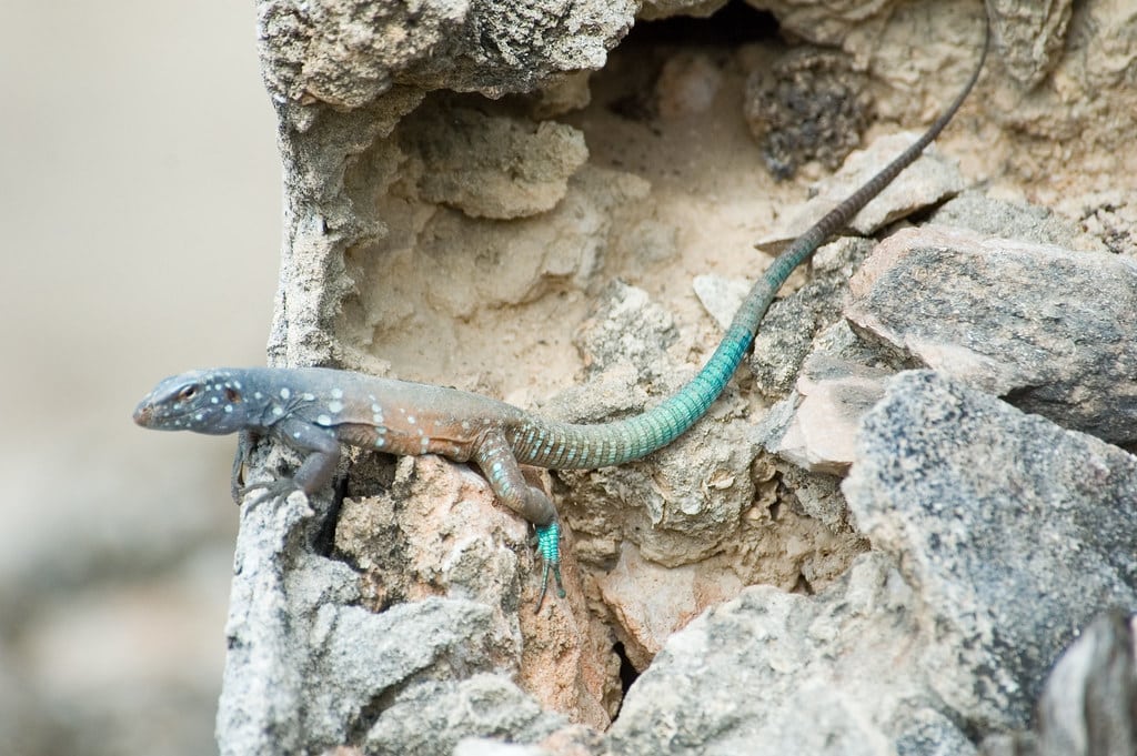 Whiptail Lizard