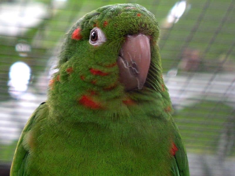 White-Eyed Conure