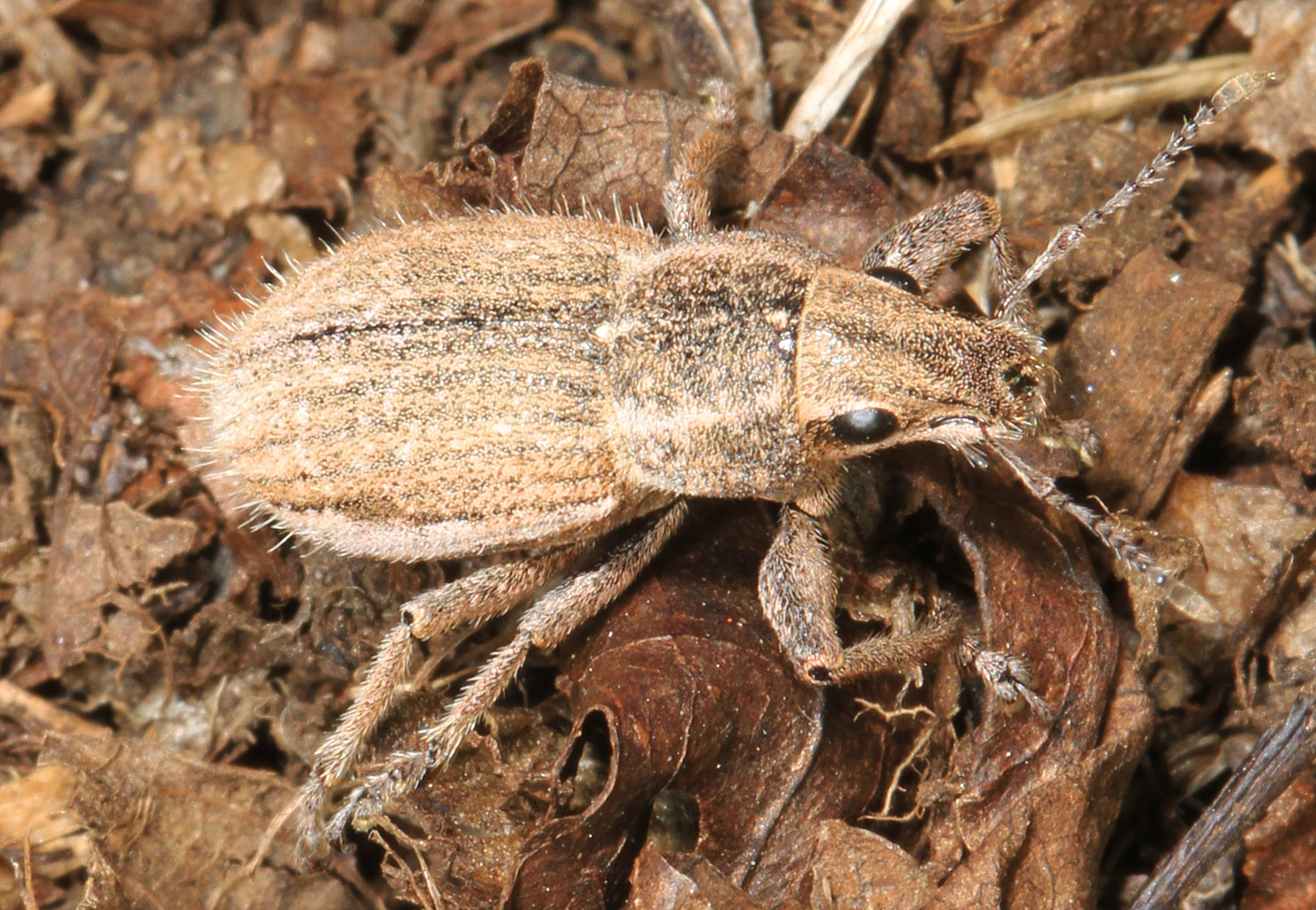 White-Fringed Weevil