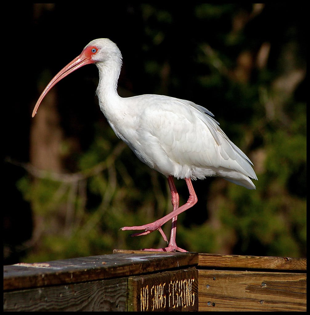 White Ibis