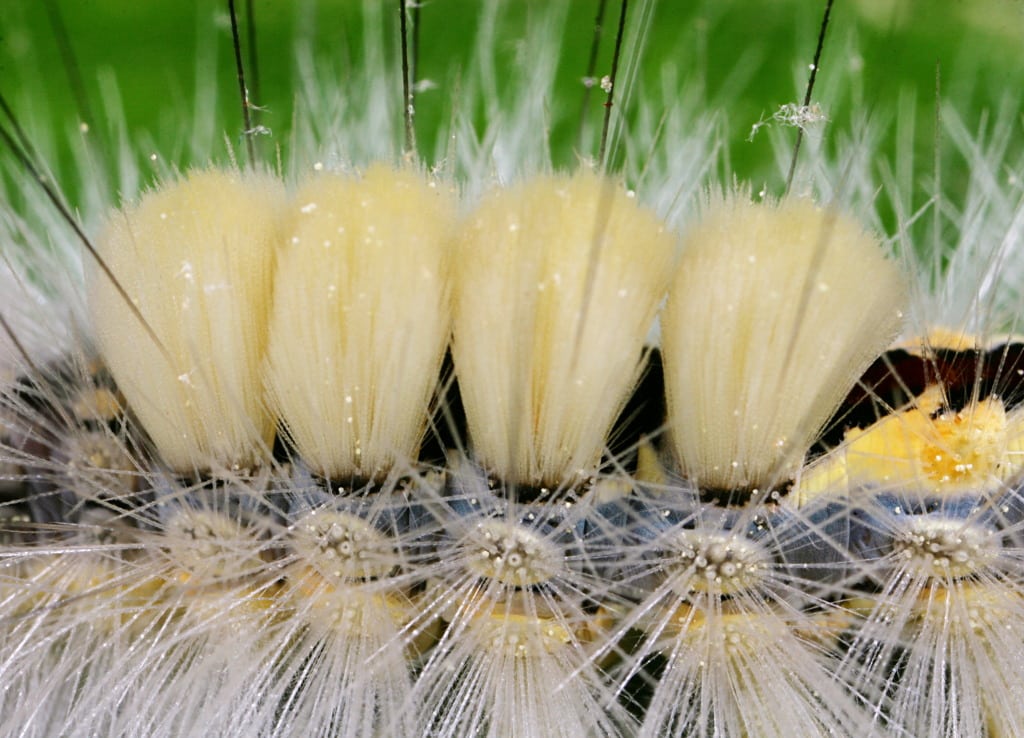 White-Marked Tussock Caterpillar