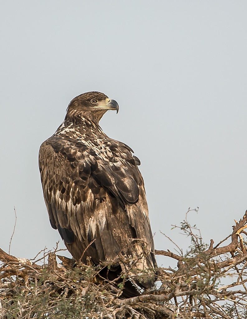 White-tailed Eagle