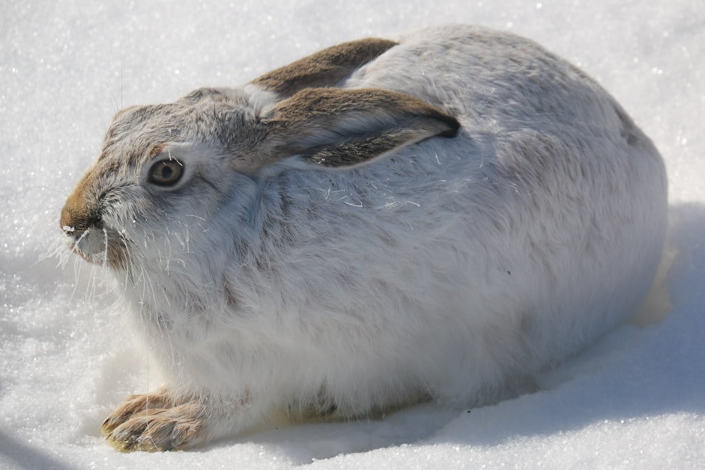 White-Tailed jackrabbit 
