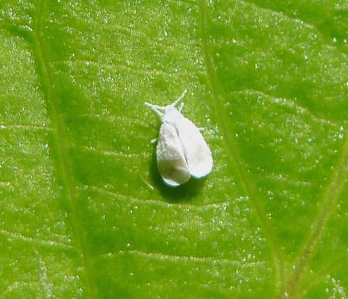 Whitefly