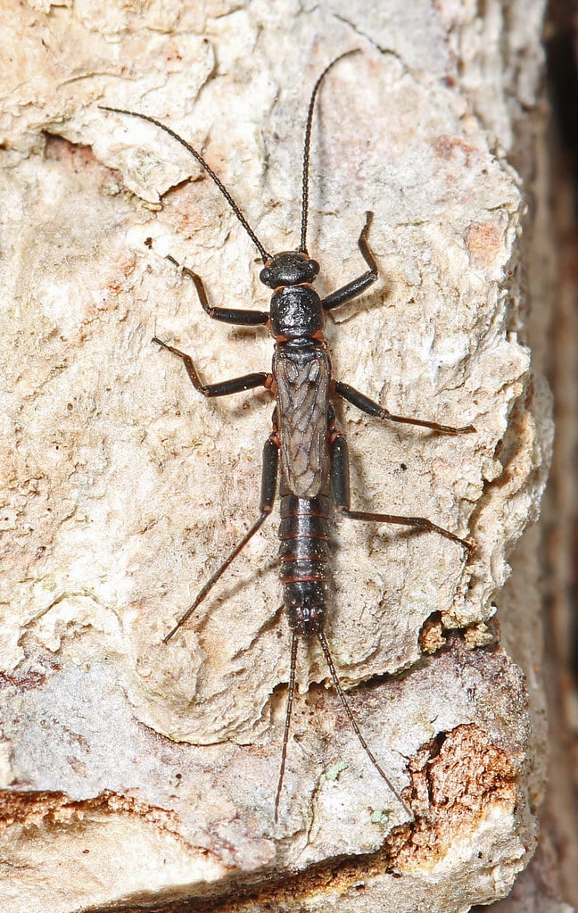 Winter Stonefly