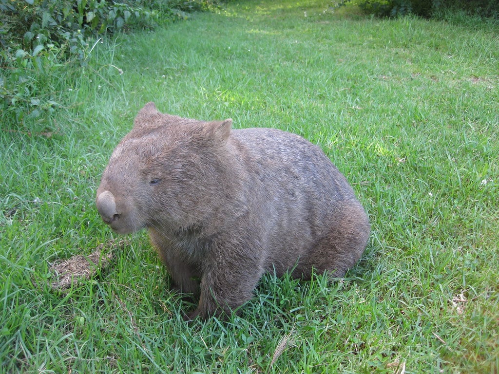 Wombat