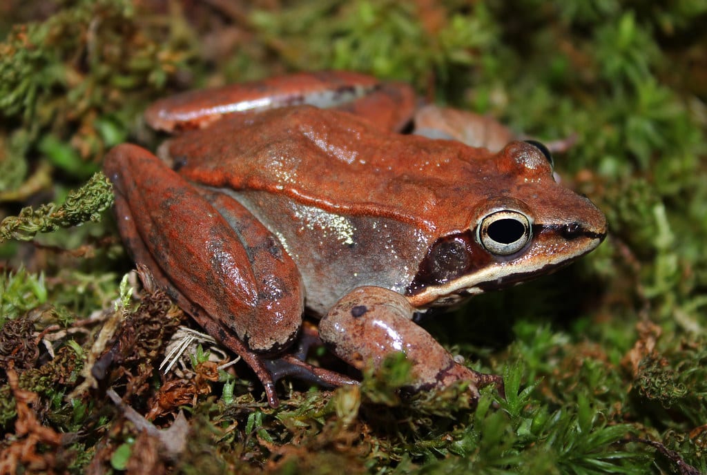 Wood Frog
