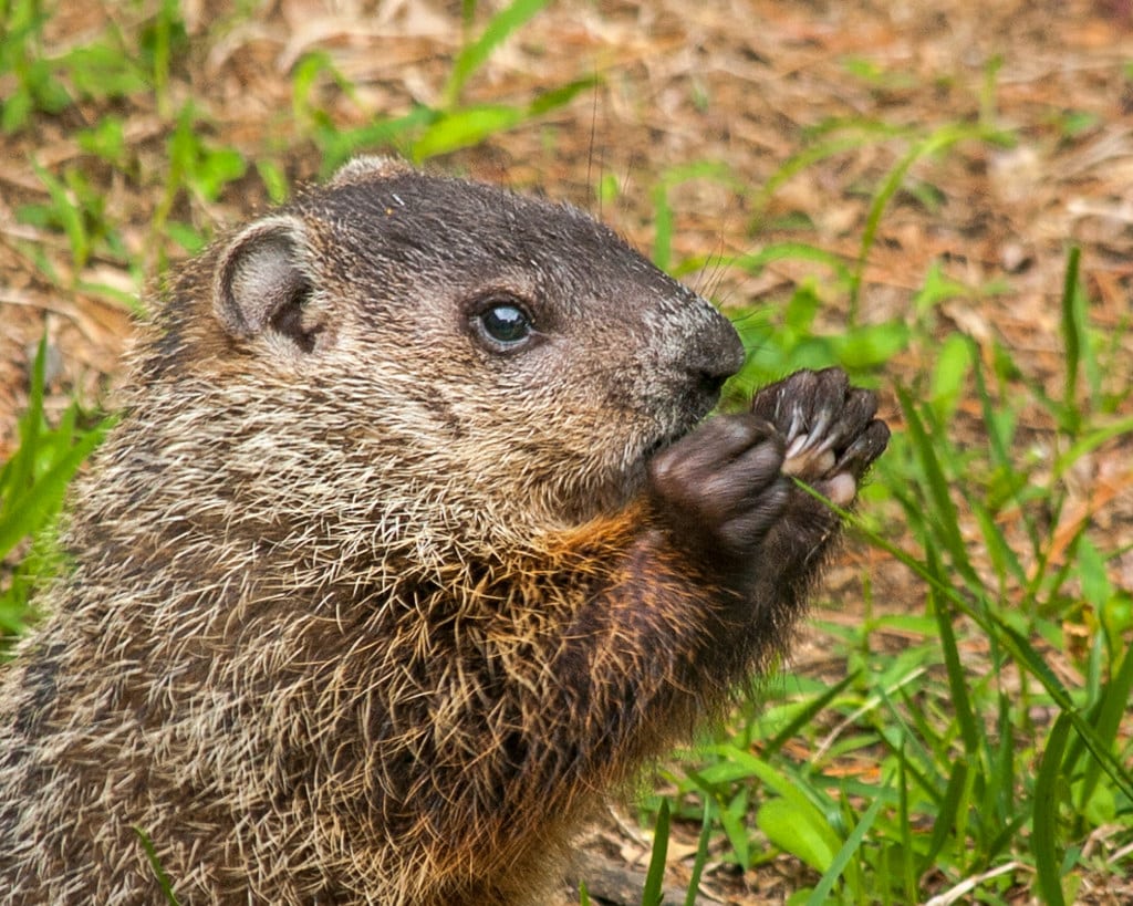 Woodchucks