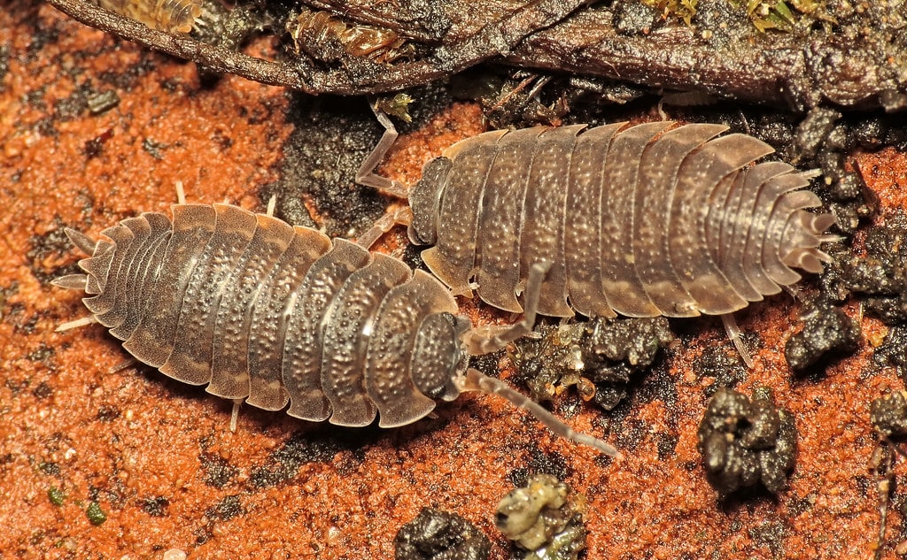 Woodlice