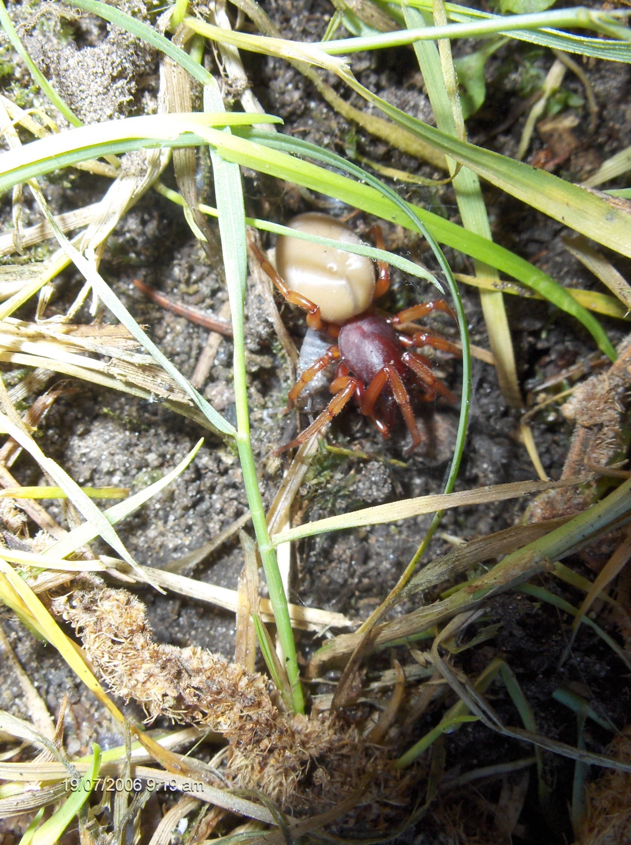 Woodlouse Spider