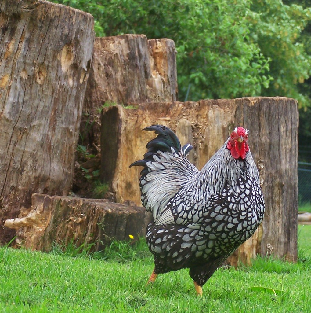Wyandotte Common Chicken Breeds