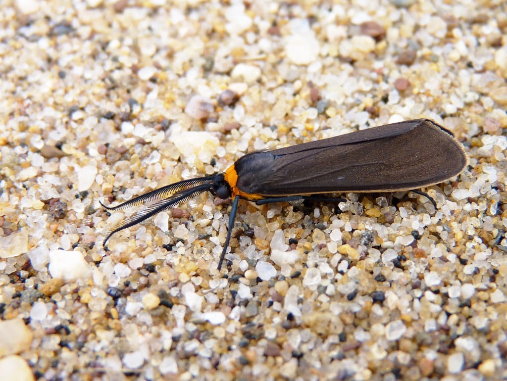Yellow-collared Scape Moth - Types of Moths in Washington State