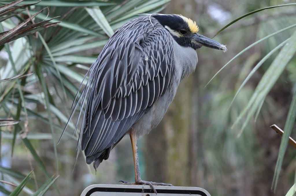 Yellow-Crowned Night Heron