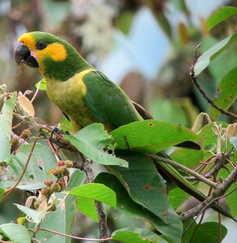 Yellow-eared parrot