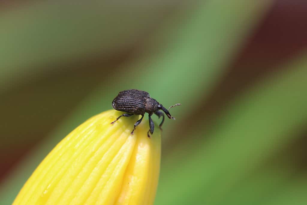 Yellow Poplar Weevil