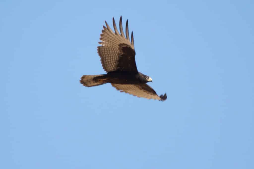 Zone-Tailed Hawk