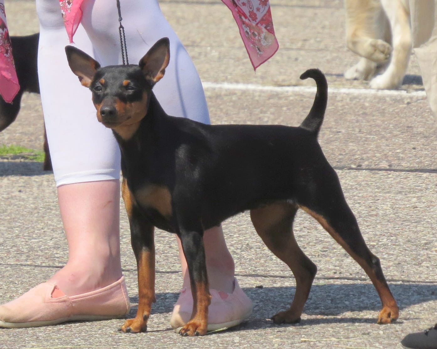Zwergpinscher - Dog Breeds That Starts With Z