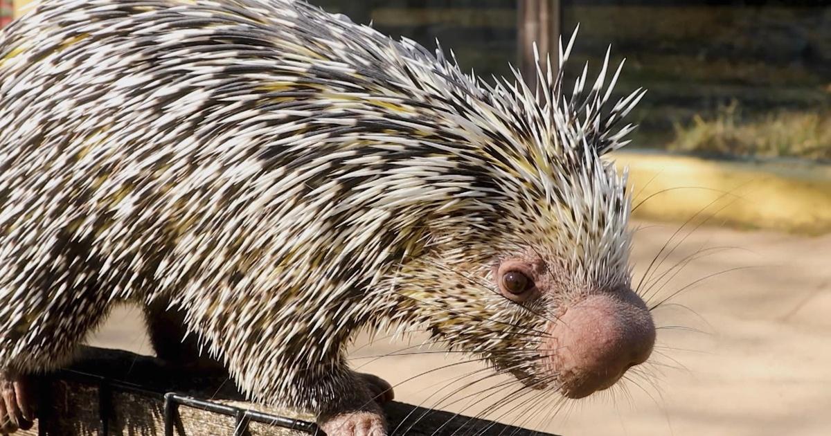 Animals with Quills