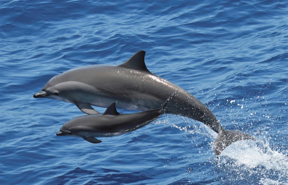 Clymene Dolphin