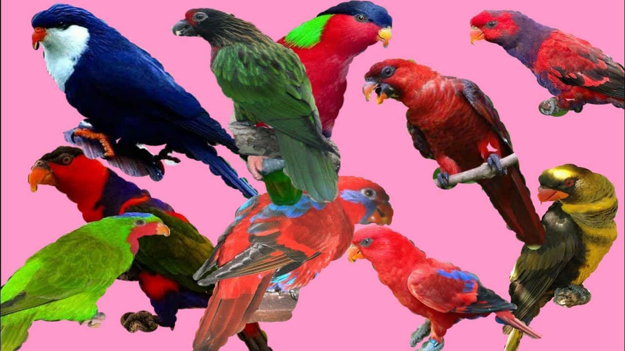 Different Types of Lorikeets