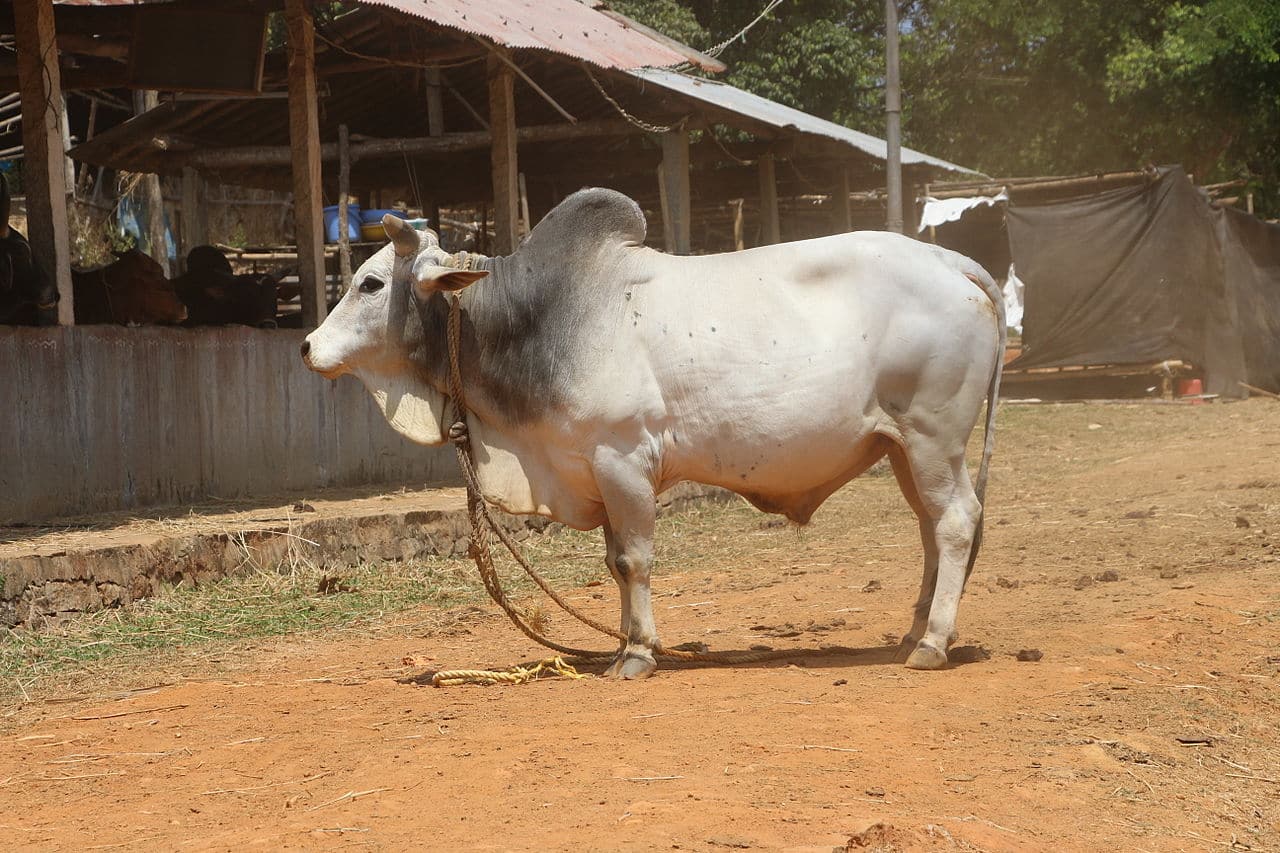 Malvi Cattle
