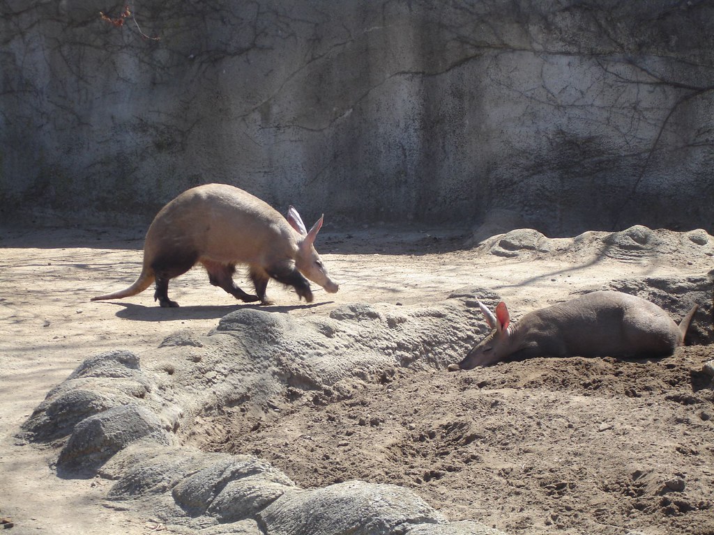 Aardvarks