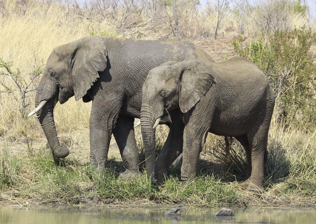 African Bush Elephant - Animals With Trunks