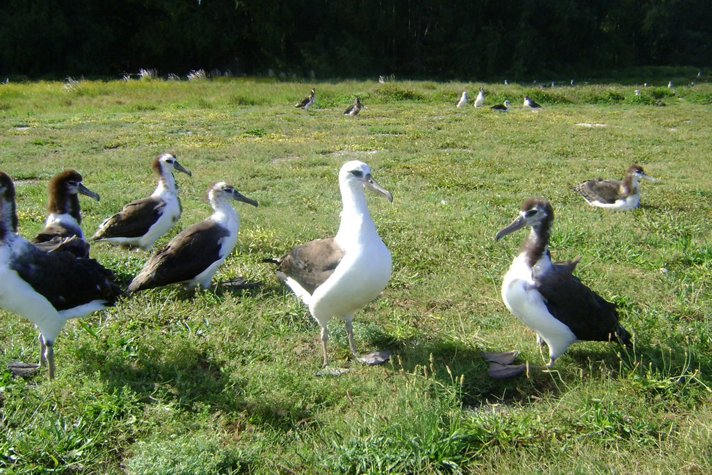 Albatrosses - What Animal Mates for Life?