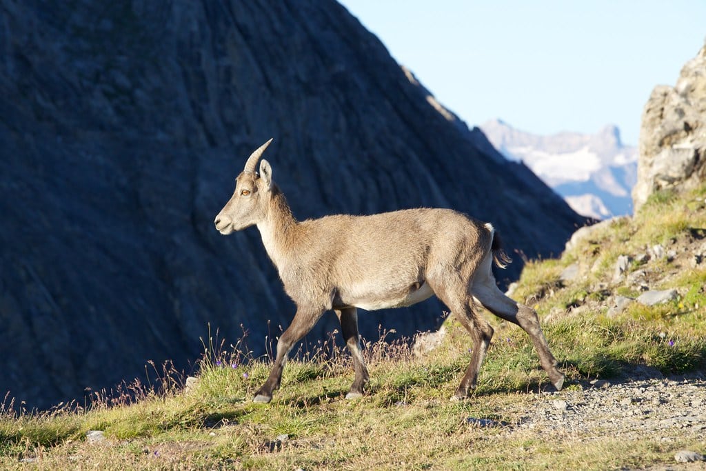 Alpine Ibex