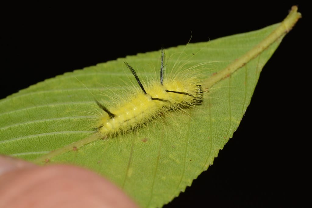 American Dagger Caterpillar