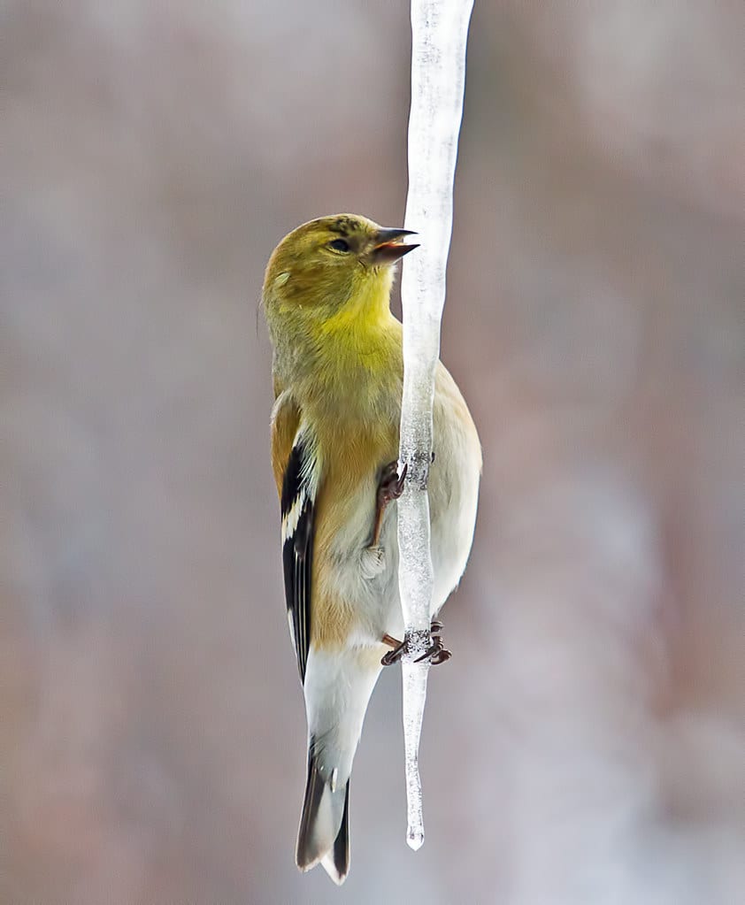 American Goldfinch