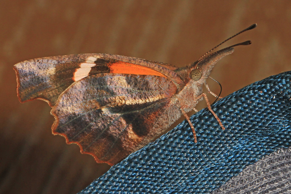 American Snout - Butterflies in Delaware