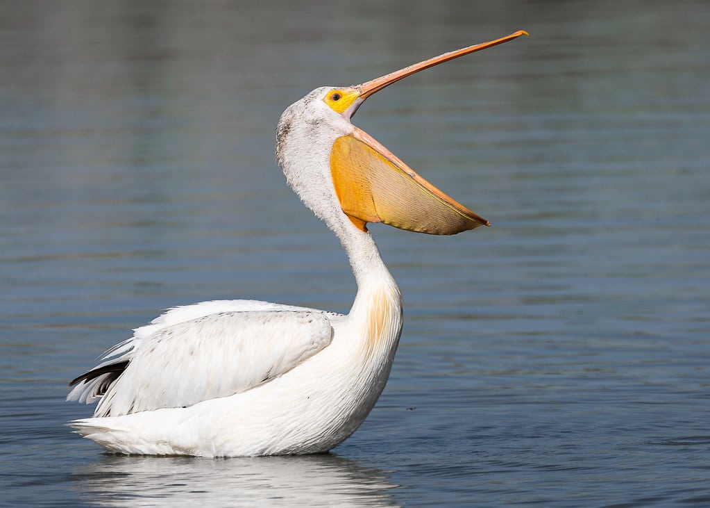 American White Pelican