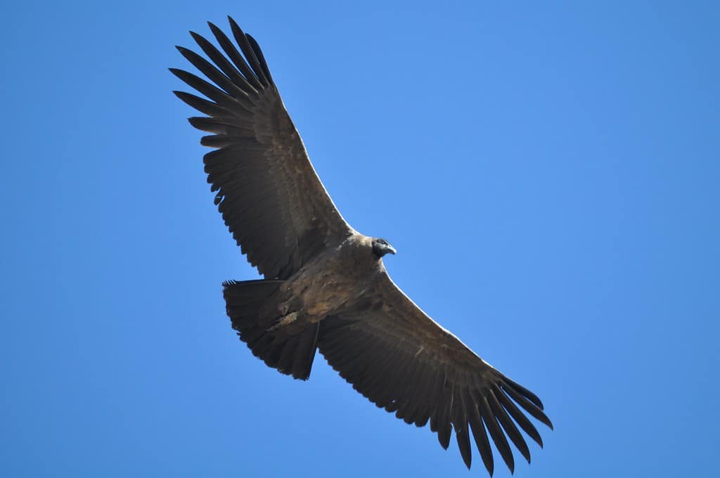 Andean Condors
