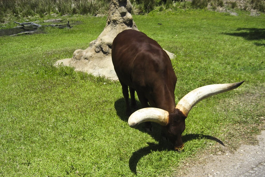 Ankole Watusi Cattle