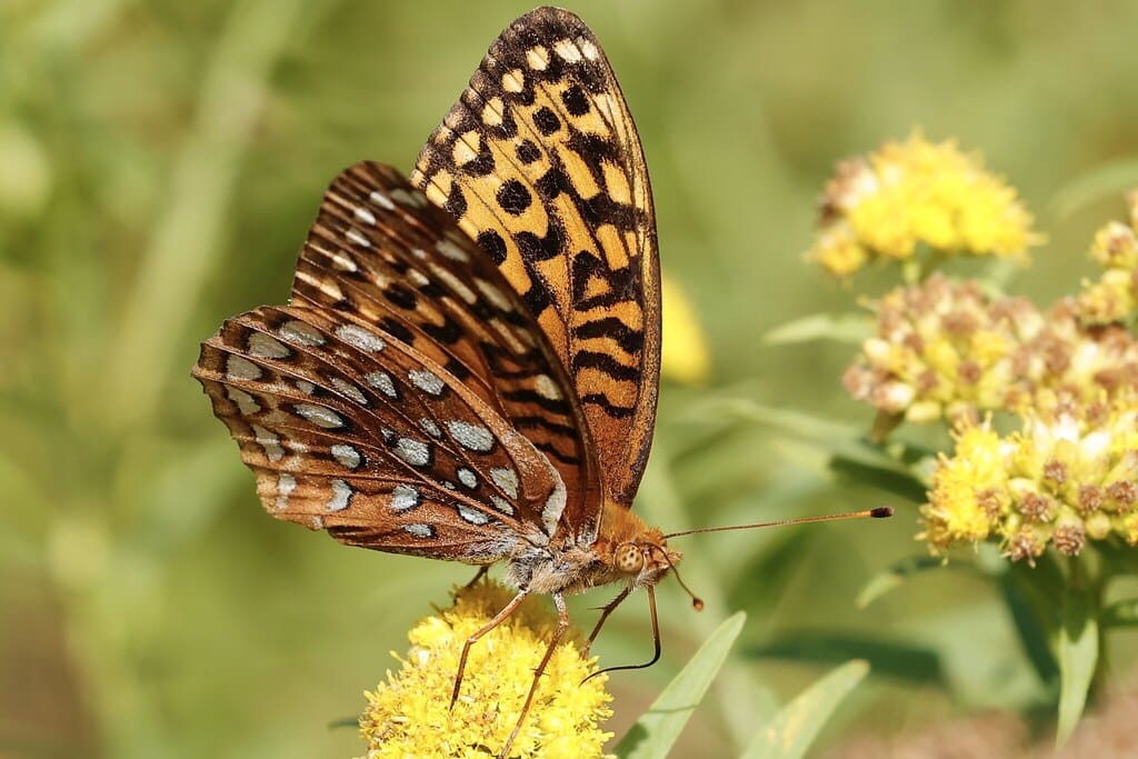 Aphrodite Fritillary