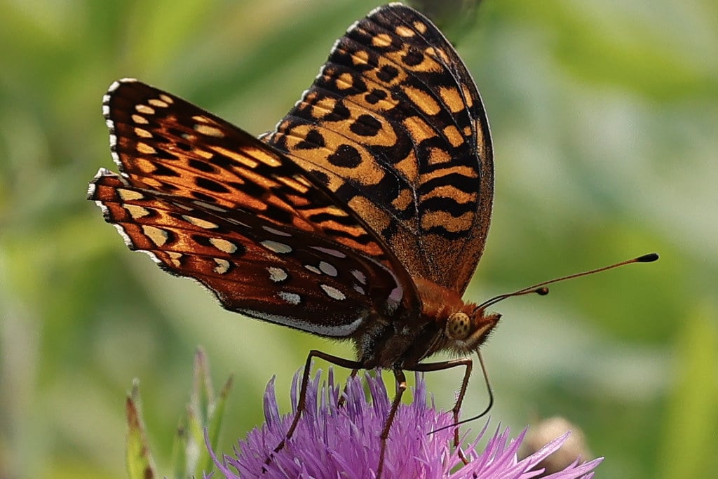 Aphrodite Fritillary