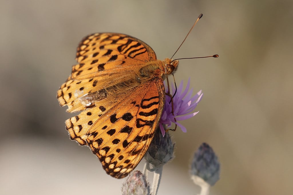 Aphrodite Fritillary