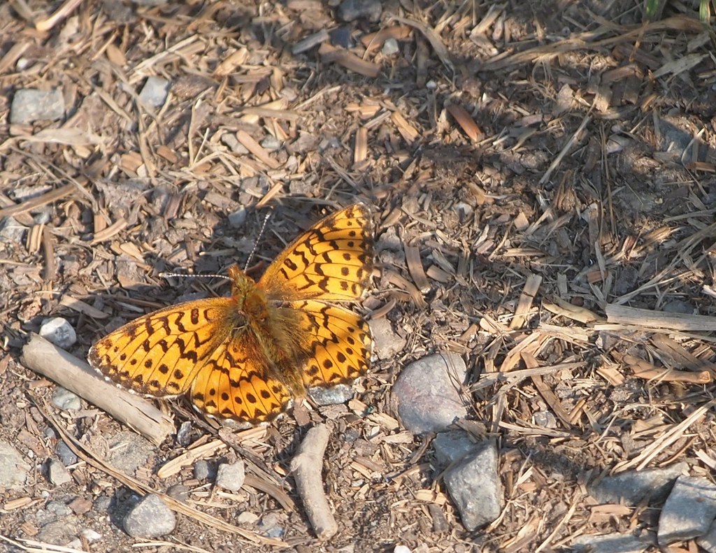 Arctic Fritillary - Types of Butterflies in Alaska